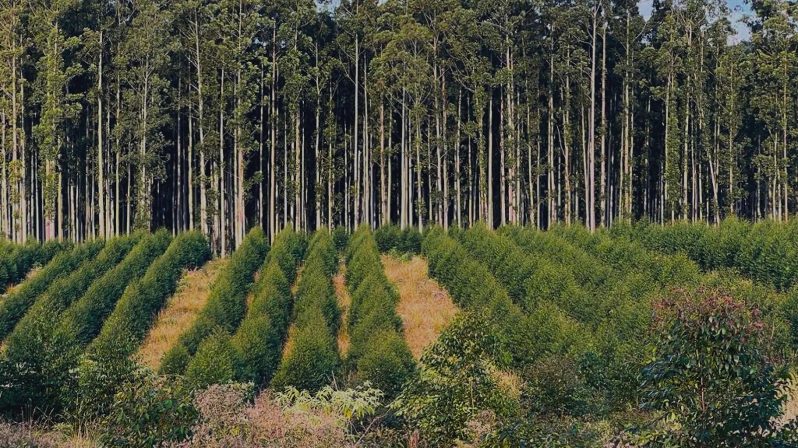 Área de floresta associada aos materiais da Madesul